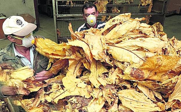 Cerca de 3.400 personas trabajan en los cultivos de tabaco de Extremadura, que concentra el 97% de la producción nacional.