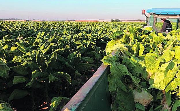 Imagen principal - El tabaco la lía en Hacienda