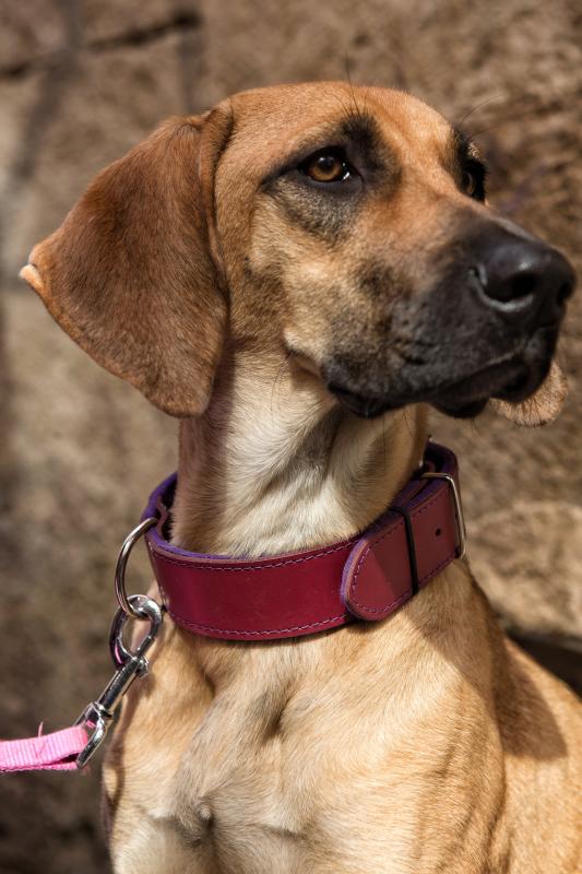 Ona es la perrita de Claudia, que adoptó en la perrera cuando se mudó a Vitoria desde Valencia. Luce un llamativo collar rosa.