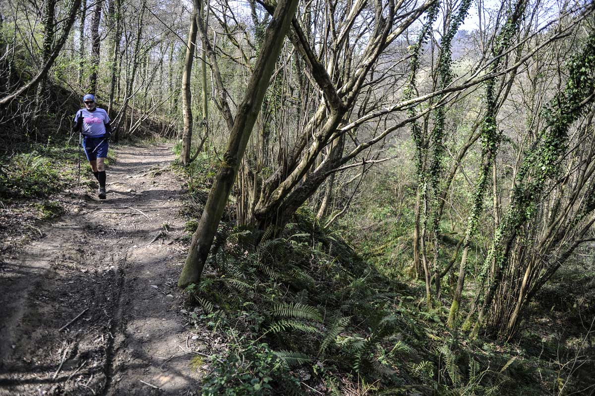 Avellanos, fresnos, alisos y sauces son los ejemplares más comunes en el bosque de rivera. 