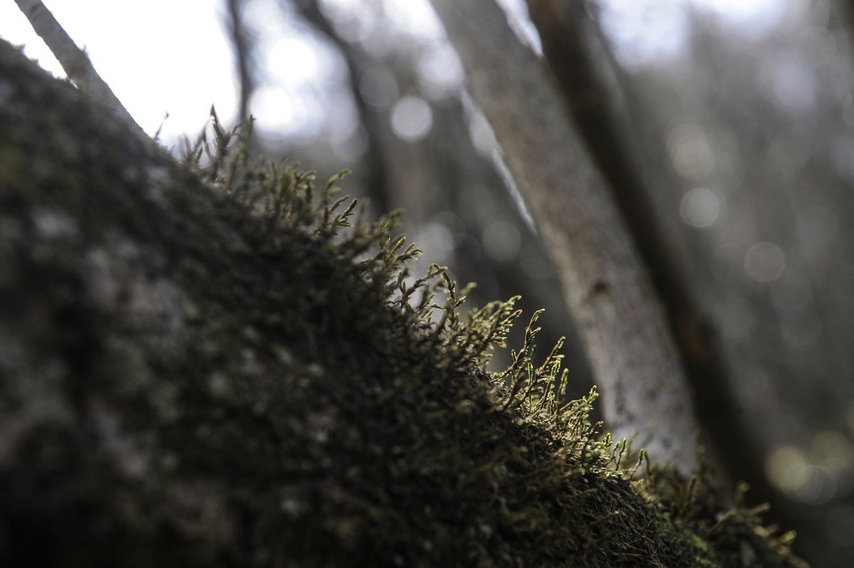 La vida se abre camino en Bolintxu.