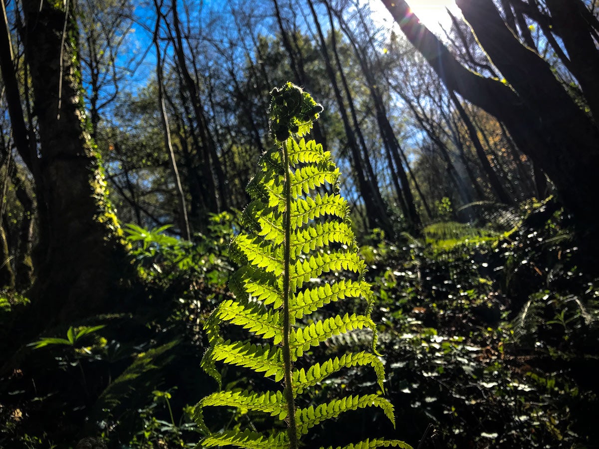 Los helechos abundan en la zona.