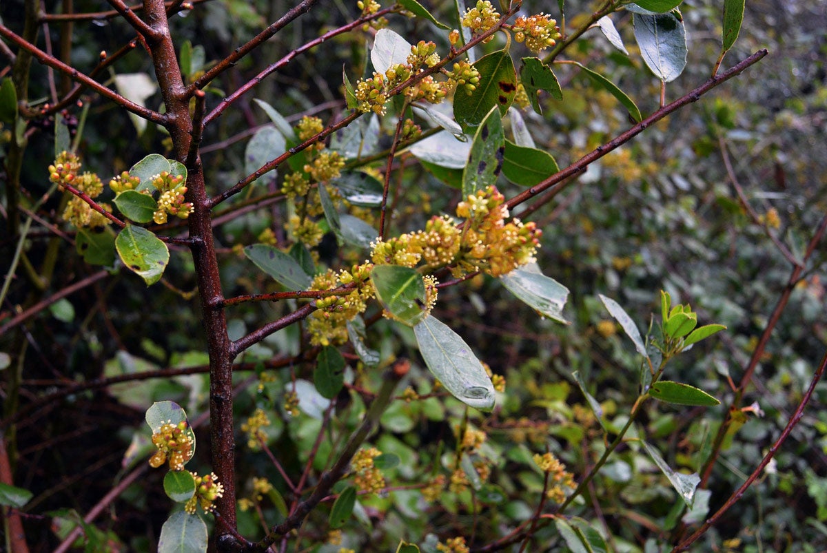 Bolintxu muestra todo su esplendor con sus vivos saltos de agua y su vegetación en pleno apogeo.