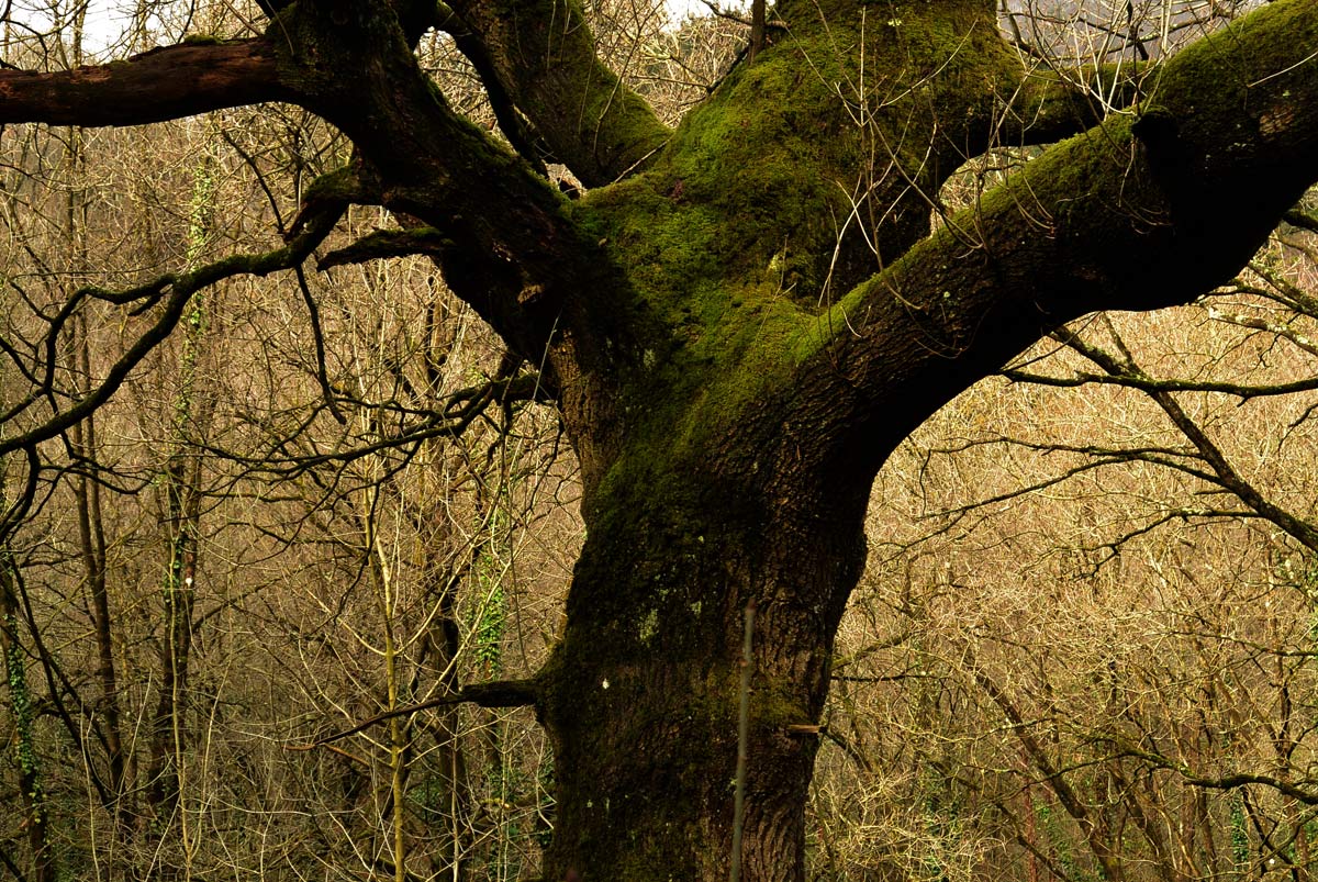 Bolintxu muestra todo su esplendor con sus vivos saltos de agua y su vegetación en pleno apogeo.