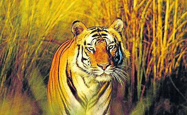 Ejemplar de Bengala. 