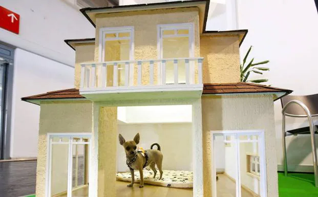 Un perro disfruta con una casa de juguete en una feria de animales.