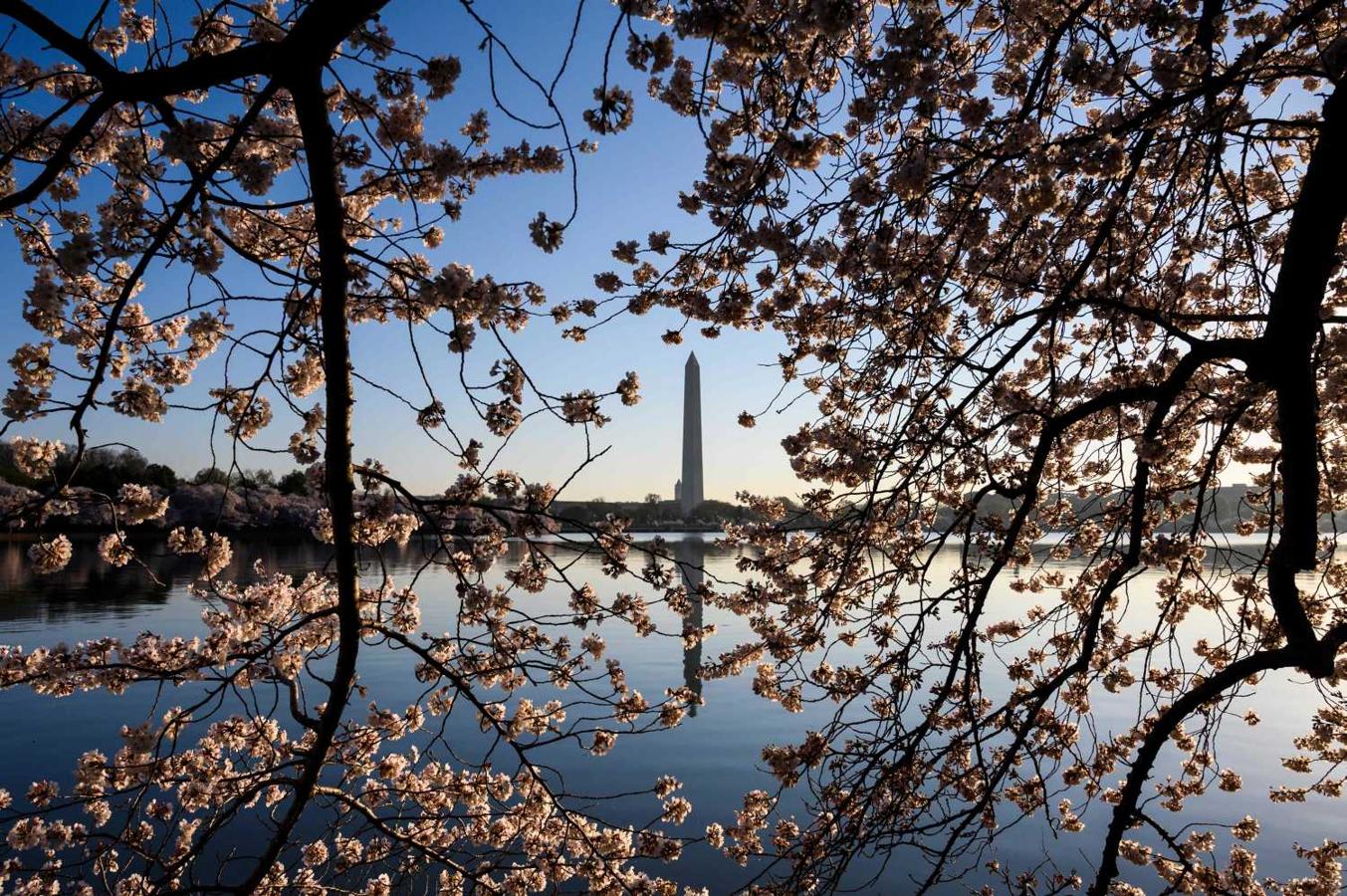 El Monumento a Washington, visto a través de flores de cerezo 