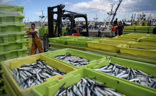 Miles de cajas de anchoa en el puerto de Ondarroa.