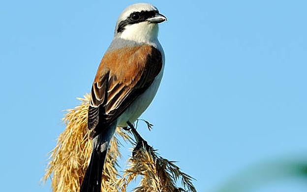 Taller de iniciación a la ornitología y seguimiento de aves