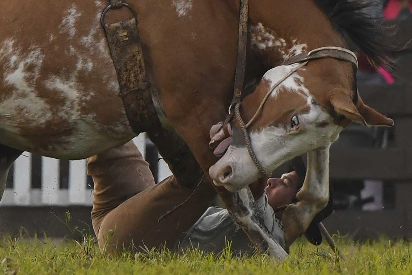 Un gaucho se cae de un potrillo durante la semana del rodeo tradicional en Montevideo