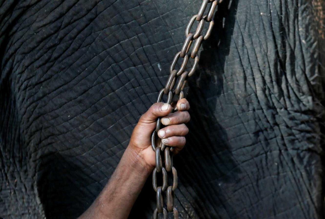 Un mahout sujetando la cadena del elefante de un templo en Colombo, Sri Lanka, durante la celebración del nuevo año para los hindúes y tamiles 