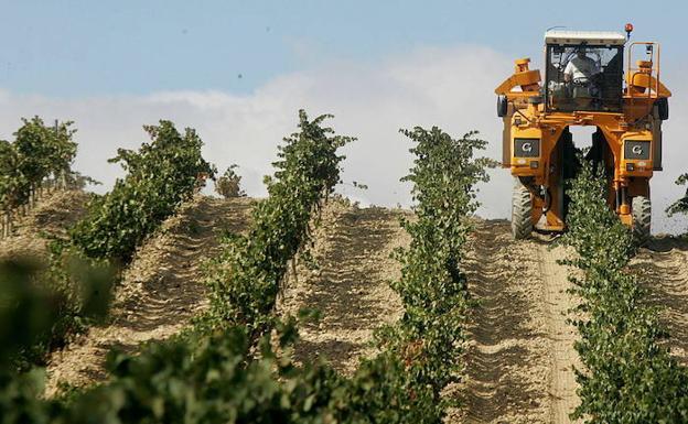 Un tractor circula por un viñedo de Rioja Alavesa durante la vendimia