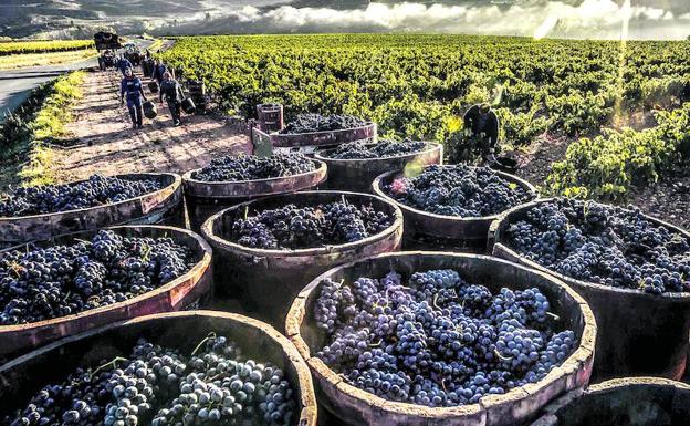 Comportones llenos de uva durante la última vendimia en la comarca. 