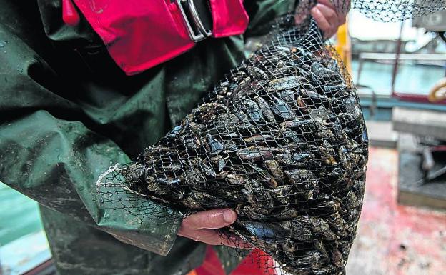 Las piezas son de inferior tamaño a las cultivadas en Galicia. 