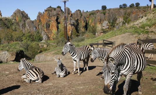 Un grupo de cebras reposa en Cabárceno.