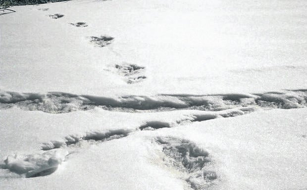 Las supuestas huellas del yeti se encaminan hacia los matorrales del momte Makalu. 