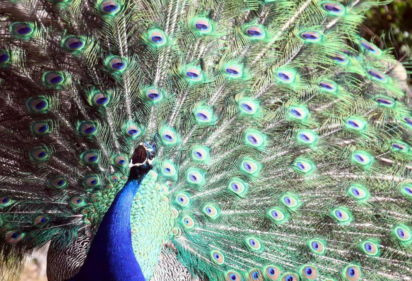 Un pavo real muestra su plumaje como parte de un ritual de cortejo para atraer a una compañera en el zoológico de Hellabrunn en Munich