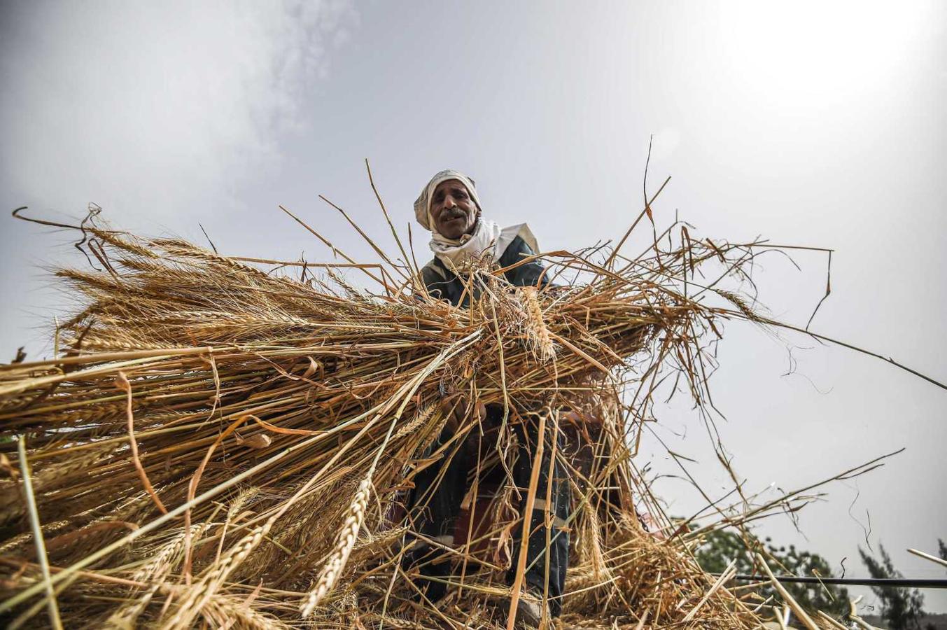 Agricultor egipcio cosecha trigo en la aldea de Saqiyat al-Manqadi en la provincia de Menoufia, en el norte del Delta del Nilo, en Egipto