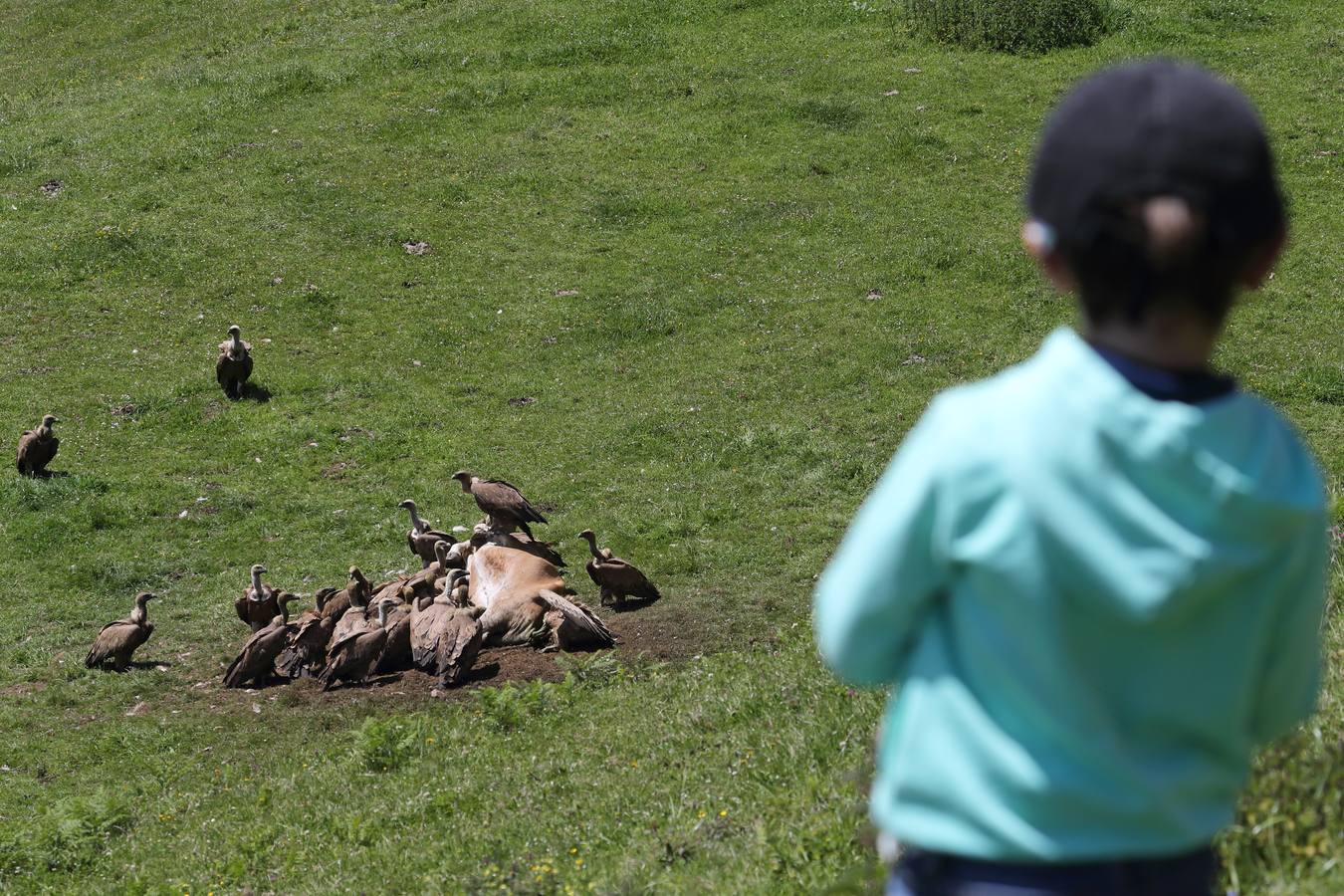 Una bandada de buitres aprovecha los restos del cadáver de una vaca en los montes cántabros