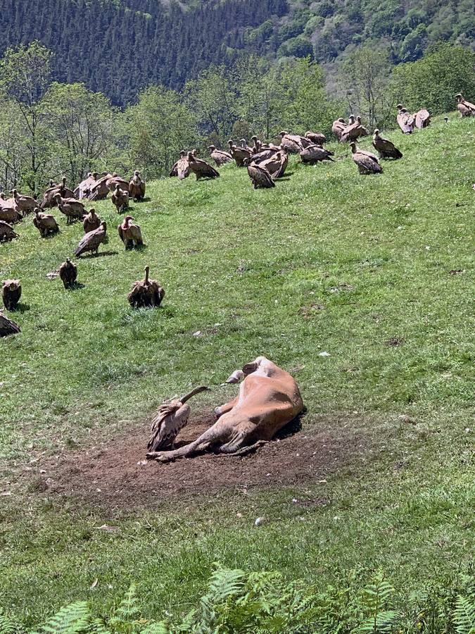 Una bandada de buitres aprovecha los restos del cadáver de una vaca en los montes cántabros