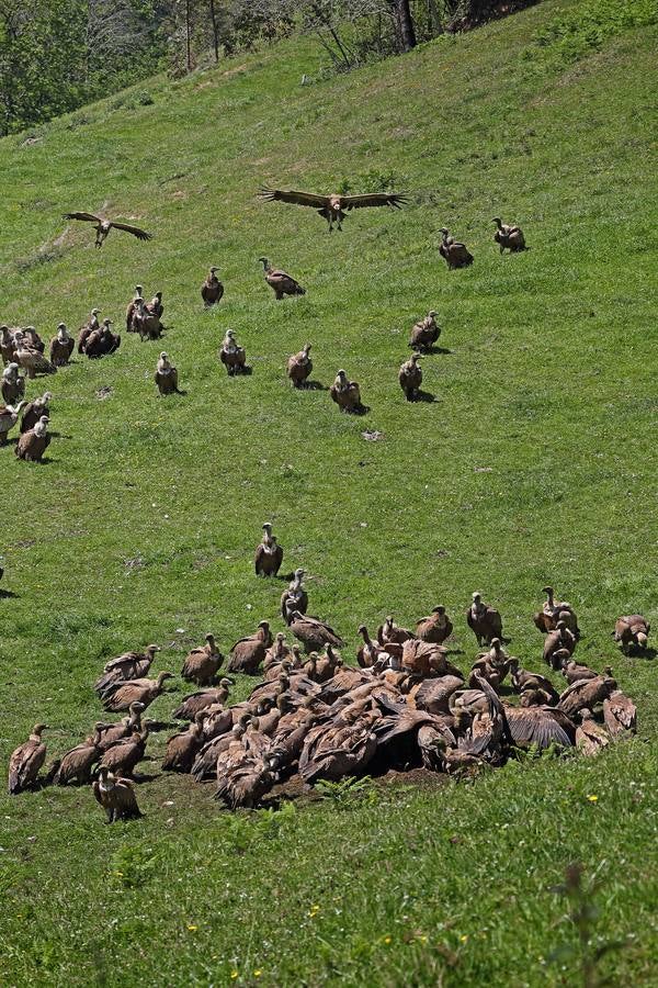 Una bandada de buitres aprovecha los restos del cadáver de una vaca en los montes cántabros