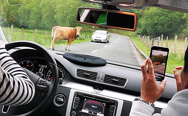 De camino a la borda una vaca se cruza en la carretera. El futbolista los inmortaliza con su móvil. 