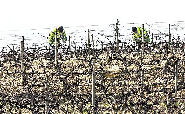 Viñedos en Rioja Alavesa.