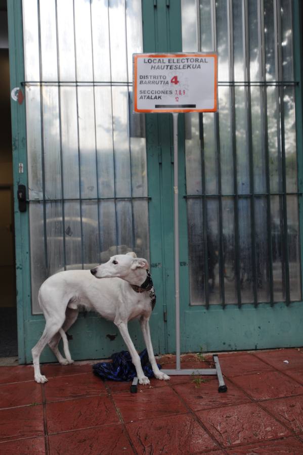 Un perro espera a que su dueño vote.