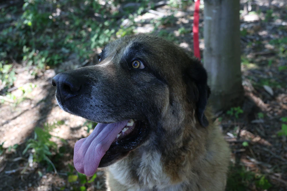 MONTXO. 5 años. Macho. Mastín. Apareció atado a un árbol junto a la perrera, en mayo de 2016. Le abandonaron junto a una camada de gatos bebés. Necesita una familia que disponga de una casa con jardín o terreno, pero que no le vayan a tener amarrado a una caseta o a un palo, «porque para eso, se queda aquí». Es un perro guardían al que le encanta jugar. «Es como un cachorro gigante». Se cree que vivió en un caserío permanentemente encadenado.