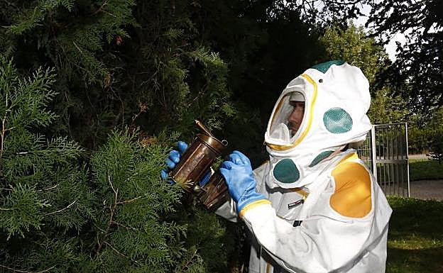 Un bombero en una actuación para retirar nidos de avispa.