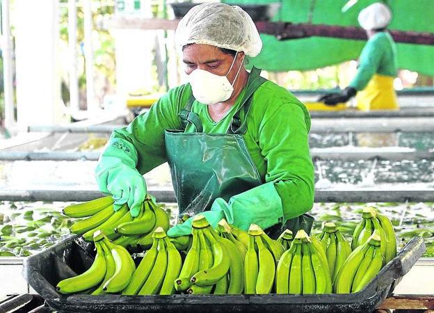 Una trabajadora colombiana selecciona bananos.