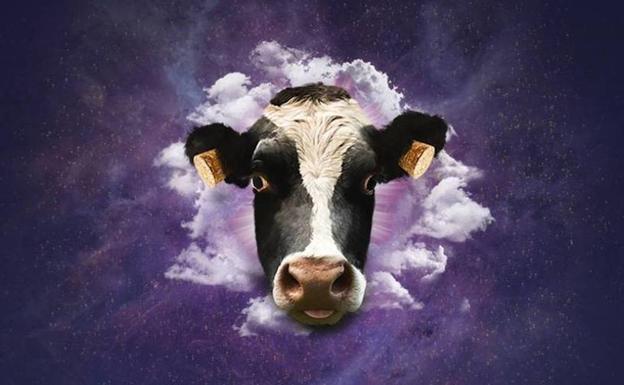 La vaca es la imagen del Doctor Music Festival.