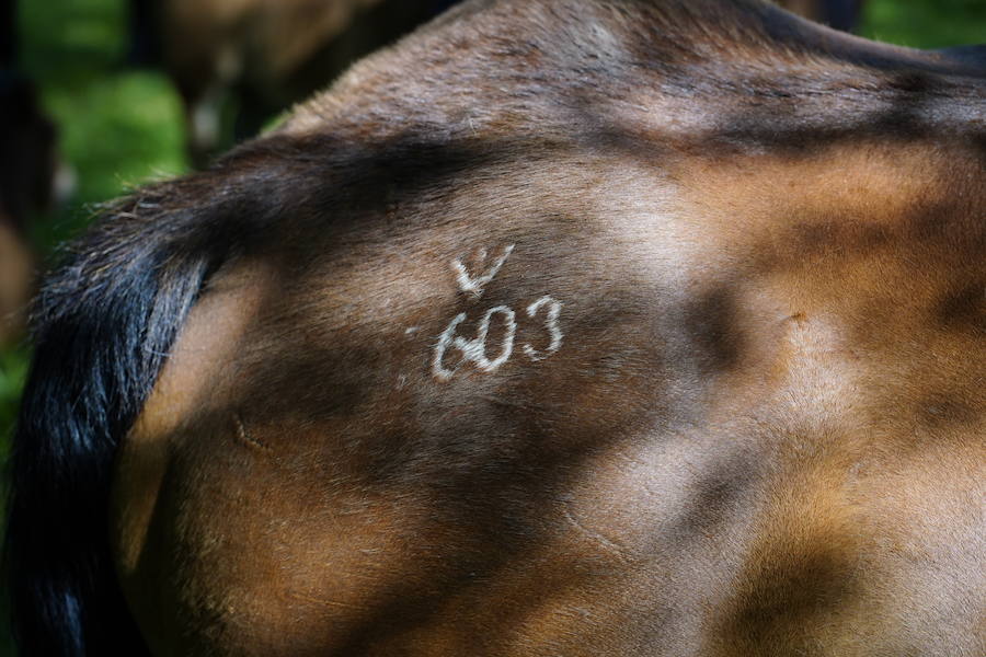 Más de un centenar de cabezas y 26 puestos agrícolas participan en el tradicional mercado