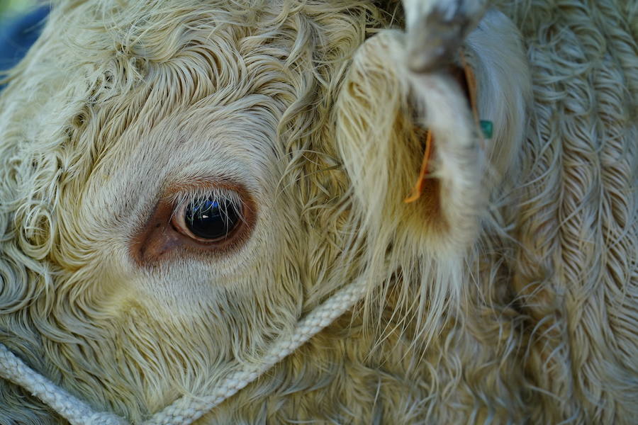 Más de un centenar de cabezas y 26 puestos agrícolas participan en el tradicional mercado