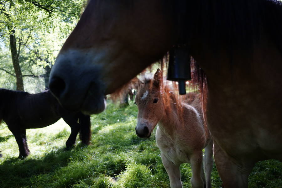 Más de un centenar de cabezas y 26 puestos agrícolas participan en el tradicional mercado