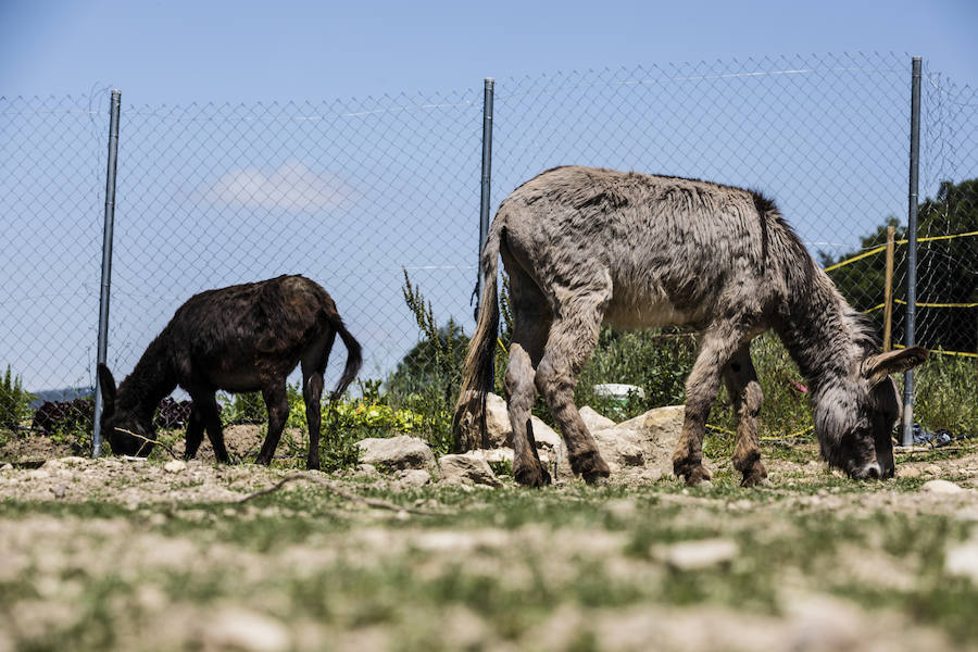 La veterinaria María González y su pareja cuidan de cabras, gallinas, gatos y burros rescatados en su refugio de Ribera Alta