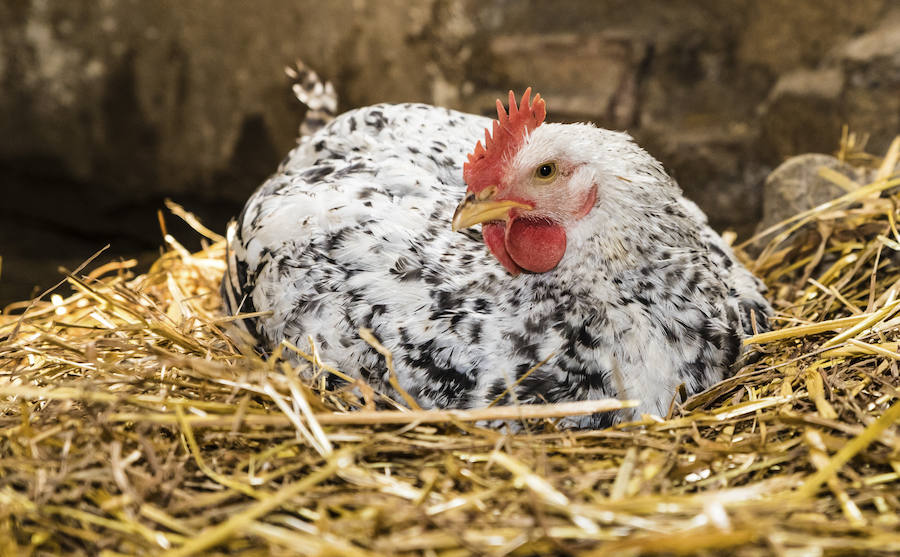 La veterinaria María González y su pareja cuidan de cabras, gallinas, gatos y burros rescatados en su refugio de Ribera Alta