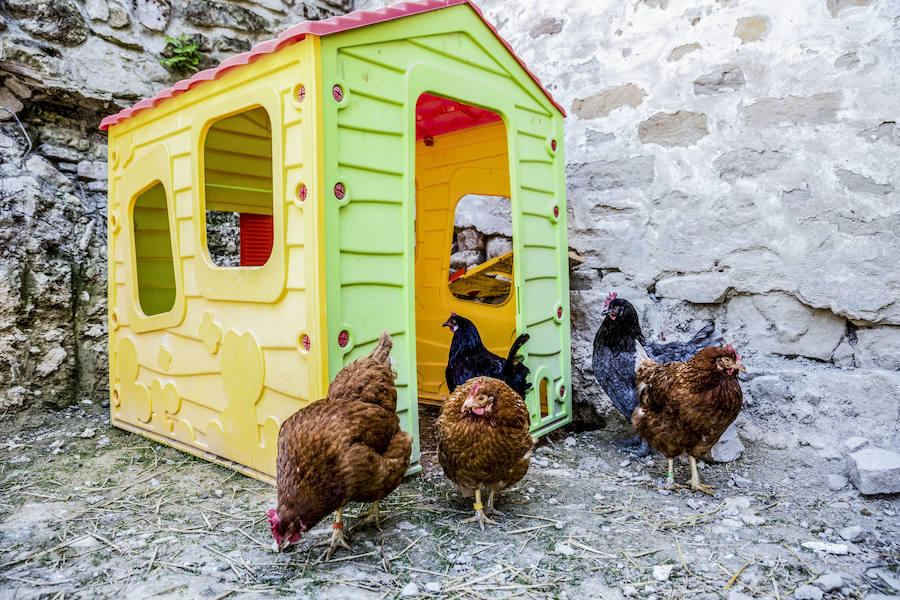 La veterinaria María González y su pareja cuidan de cabras, gallinas, gatos y burros rescatados en su refugio de Ribera Alta