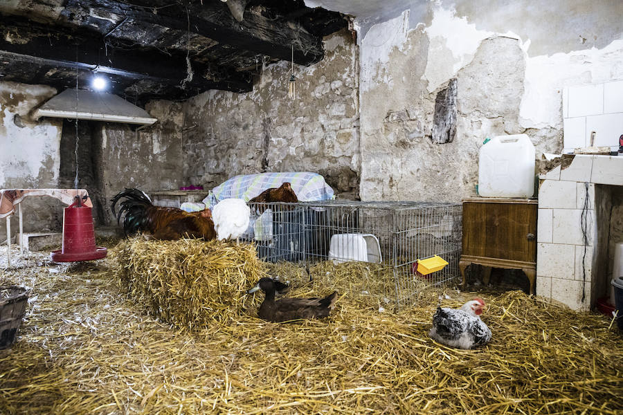 La veterinaria María González y su pareja cuidan de cabras, gallinas, gatos y burros rescatados en su refugio de Ribera Alta