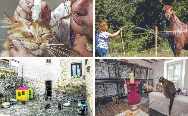 1. Poniendo gotas al minino. 2. La yegua Naia iba a ser sacrificada al no servir para la monta y vive en una finca anexa al refugio. 3. El refugio aguarda más reformas, como un estanque para patos. 4. Más de veinte gatos sin hogar residen en la planta superior.