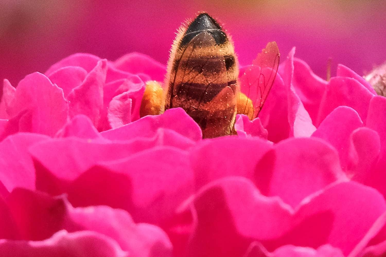 Abeja extrae néctar de las flores de un rosal en un jardín en las afueras de Moscú.