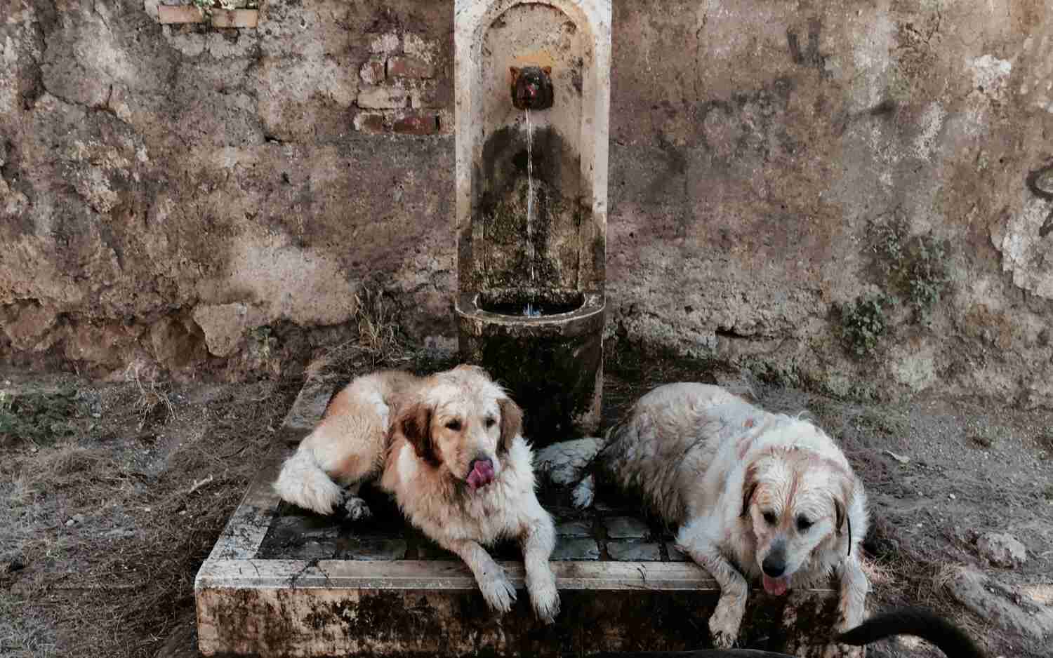 Perros se refrescan en una fuente pública durante una inusual ola de calor en Roma.