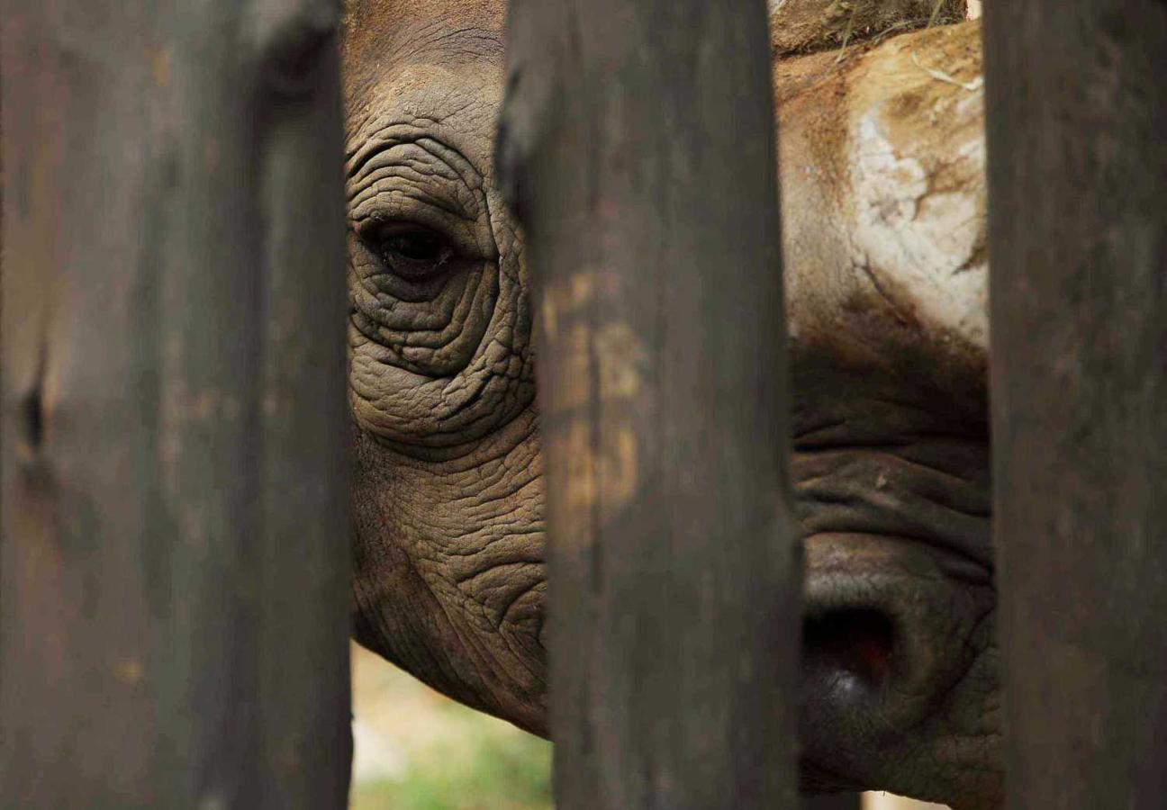 Un rinoceronte negro en el Parque Nacional Akagera, Ruanda