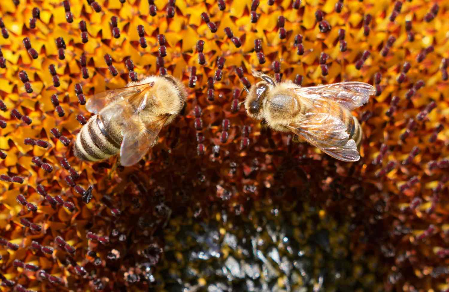 Dos abejas recolectan néctar de un girasol en Sinsheim (Alemania)
