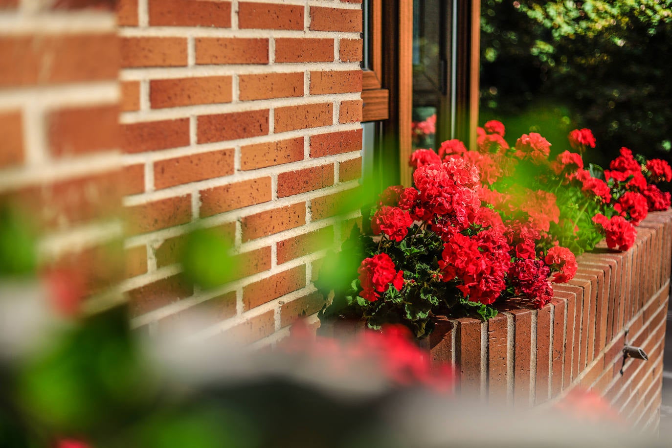 Tiestos que rodean la casa de Elsa Lascaray