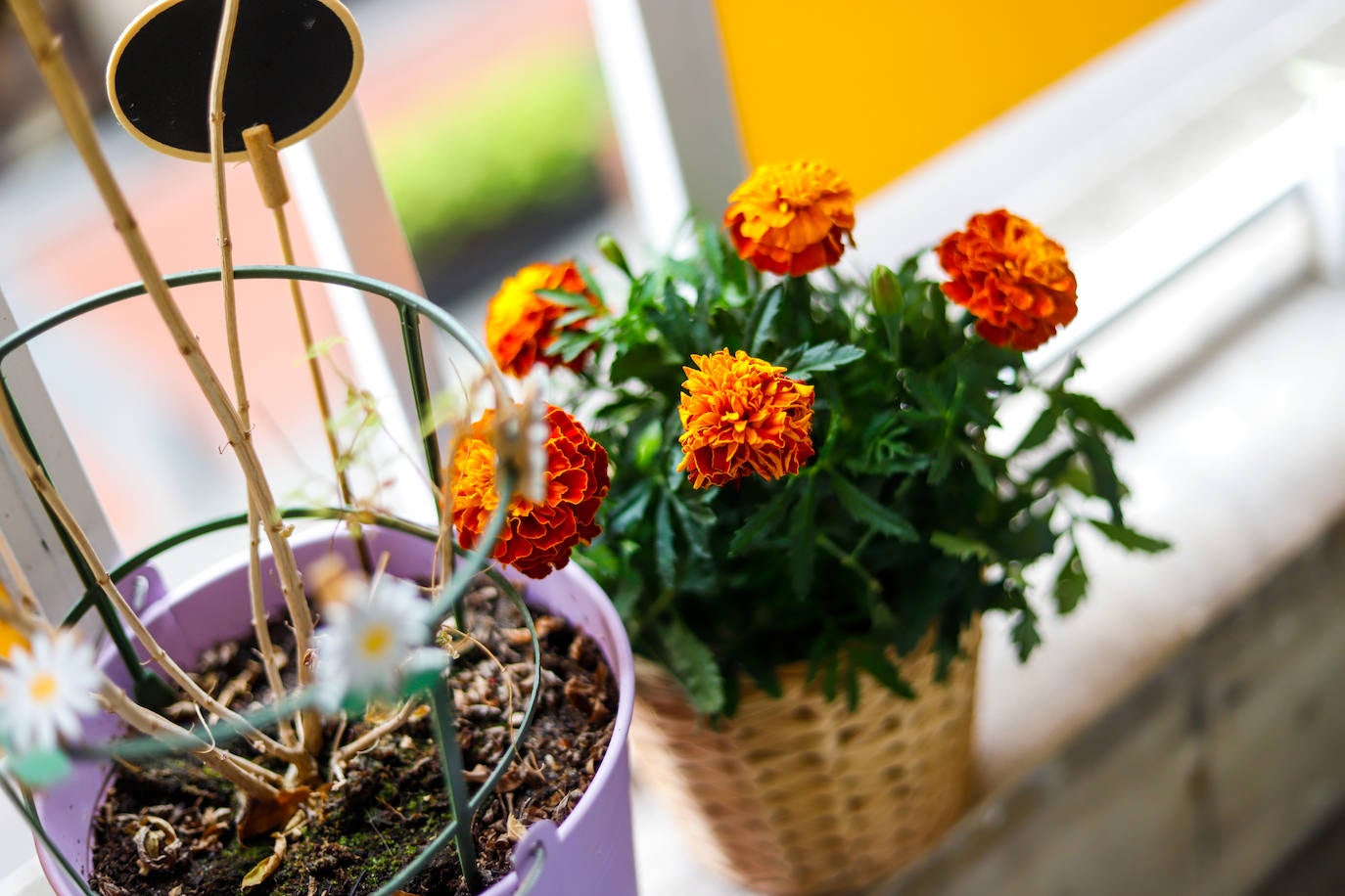 Flores naranjas, color protagonista de la terraza de Sophe García
