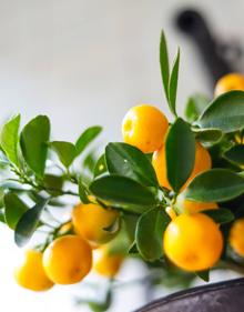 Imagen secundaria 2 - Sophe García disfrutando de su rincón 'green'