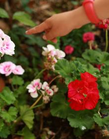 Imagen secundaria 2 - Detalles del jardín de Ana Isabel de Pablo