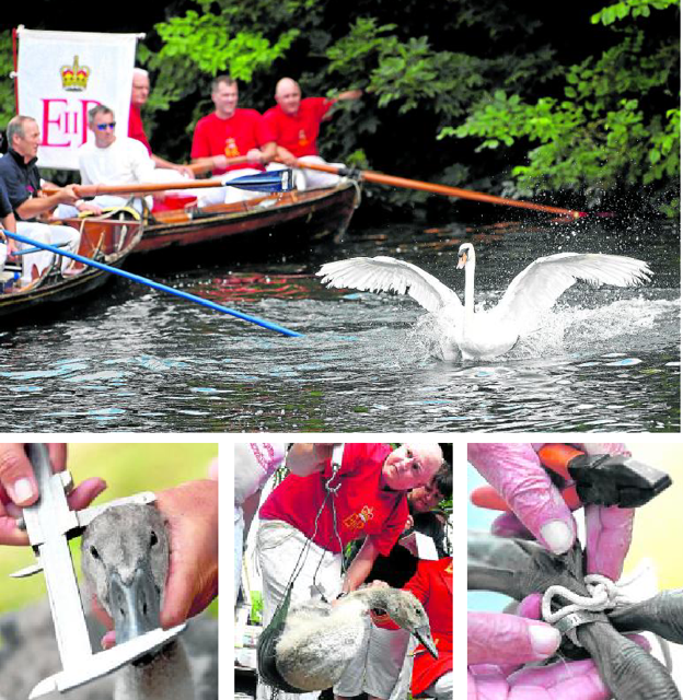 Rodeado. Atrapan a los cisnes para medirlos, pesarlos y anillarlos antes de devolverlos a la libertad. 