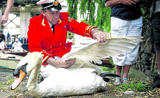 El jefe. David Barber, el Soberano Marcador de Cisnes, revisa las alas de un ejemplar.